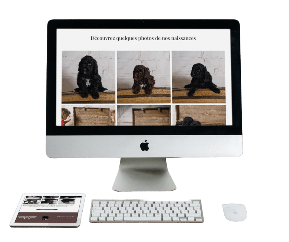 Création du site vitrine de l'élevage familial de Barbet et de chien pluricolore à poils frisés à Fontaine (59)